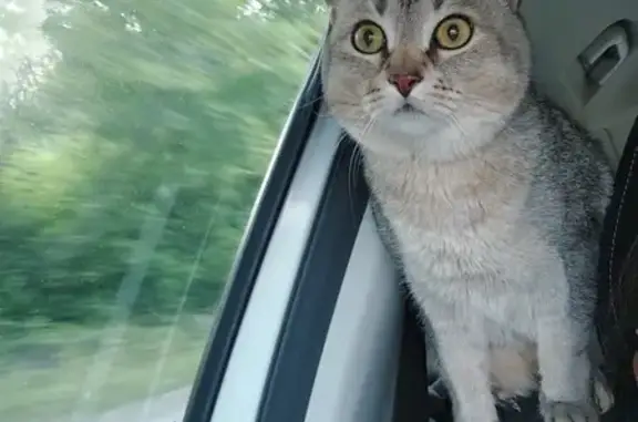 Кошки потеряшки, Косулино, фото: Потеряшка кошка в КП Исеть вилладж, Косулино