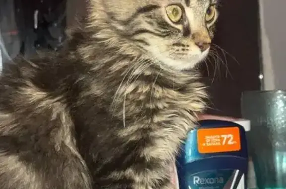 Кошки потеряшки, Рыбинск, фото: Потеряшка кошка, Солнечная ул. 4, Рыбинск