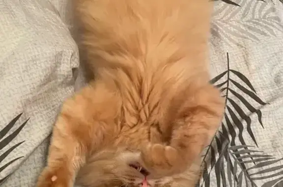 Кошка пропала, Октябрьская ул., Богородск