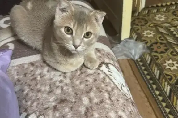Кошки потеряшки, Ахтубинск, фото: Потеряшка кошка, Жуковского 4А, Ахтубинск