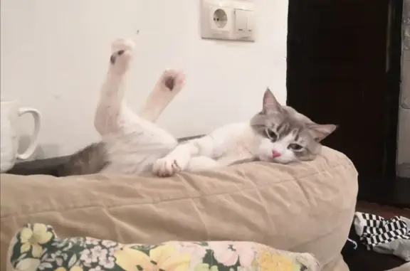 Пропала кошка, б-р Шубина, Липецк