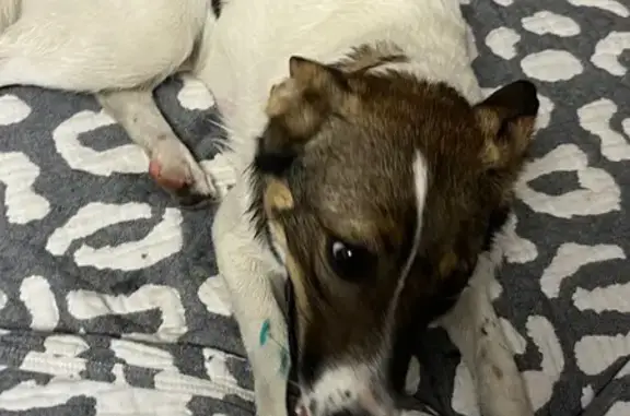 Собака найдена: ул. Думенко 1/3, Ростов-на-Дону