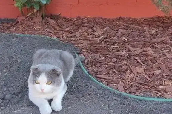 Пропала кошка, Радужная 23, Алексеевка