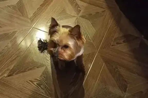 Собаки потеряшки, Вологодская область, фото: Потеряшка собака, Мяксинское с/п, Вологда