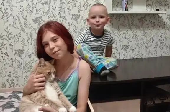 Кошки потеряшки, Петрозаводск, фото: Потеряшка кошка, Петра Тикиляйнена 3