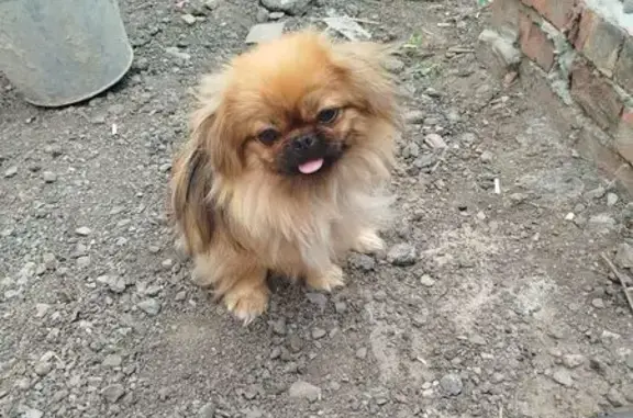 Собака найдена, ул. Чаплыгина 46А, Шахты