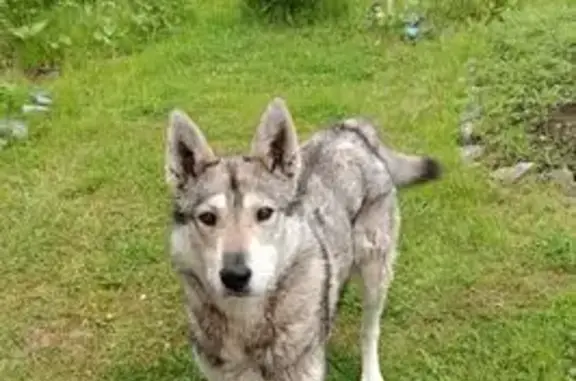 Найдена собака, , фото: Серый песель найден: Центр. ул., 7, Турдеевск