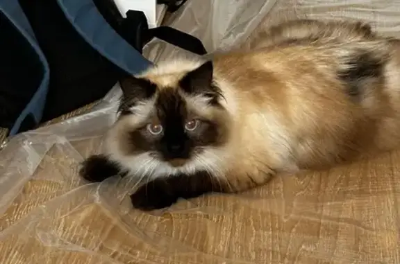Кошки потеряшки, , фото: Потеряшка кошка, МО, Невская маскарадная