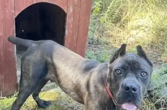 Собака найдена: Садовая ул., 31, Бор