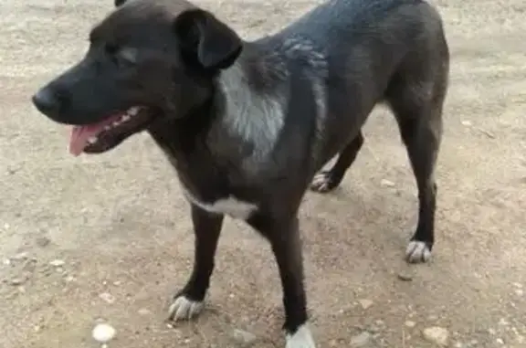 Найдена собака, Тверская область, фото: Собака найдена в Тверской области