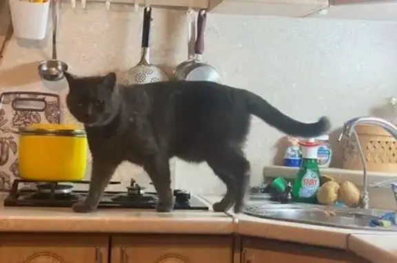 Кошки потеряшки, Струги Красные, фото: Потеряшка кошка, Больничная ул., Струги Красные