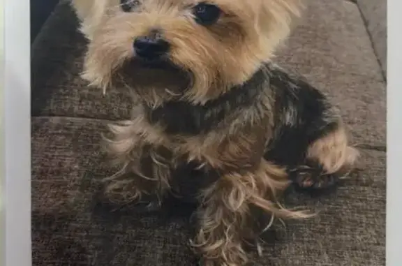 Собаки потеряшки, Новотитаровская, фото: Потеряшка собака, Ейское ш., 30/4, Новотитаровская