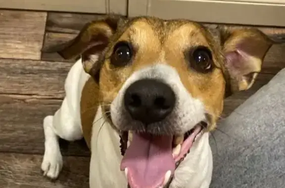 Найдена собака, Южно-Сахалинск, фото: Найдена собака на Курильской, 8, Ю-Сах.