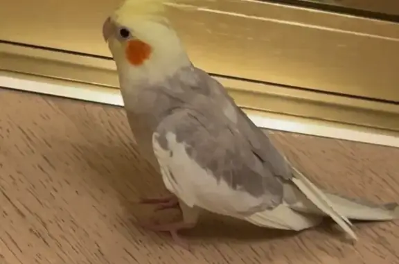 Пропал попугай корелла, Хлебная 1/1, Краснодар