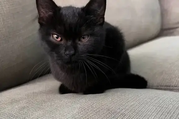 Найдена кошка, Ставрополь, фото: Кошка найдена: ул. 50 лет ВЛКСМ, 99