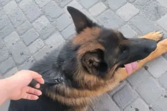 Найдена собака, Самарская область, фото: Собака найдена: Петра Дубрава, Самара