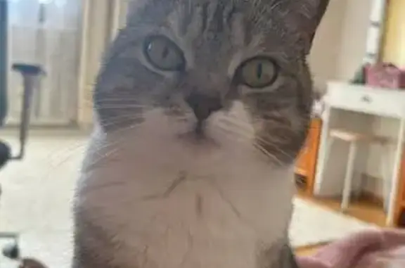 Пропала кошка Тося, Дачная улица, Оренбург