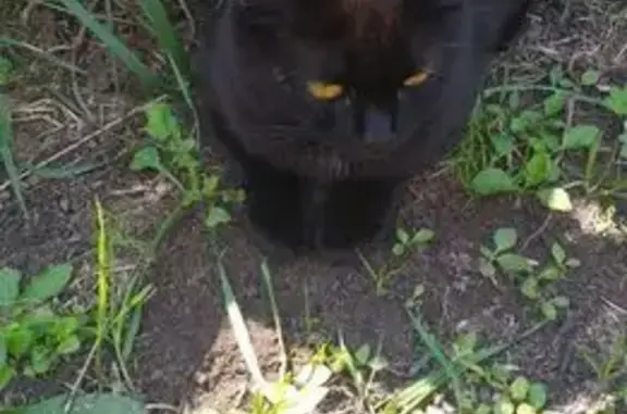 Потерянные животные Ковров, фото: Пропала кошка, Урожайная 61/56, Ковров