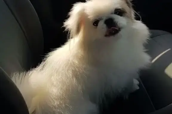 Собаки потеряшки, , фото: Потеряшка собака, ул. Чкалова, Красные Баррикады