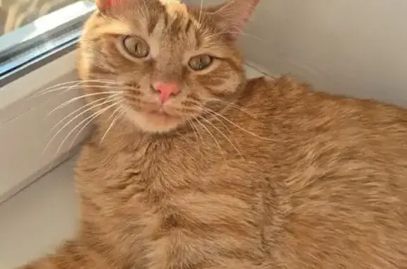 Кошки потеряшки, Бесовец, фото: Потеряшка кошка, Мирная ул., Бесовец