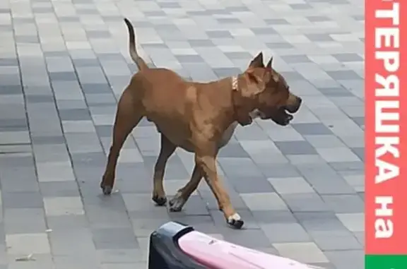 Собаки потеряшки, Ростов-на-Дону, фото: Потеряшка собака, пр. Королёва, 30А, Ростов