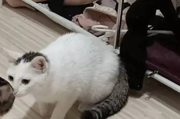 Кошки потеряшки, Апатиты, фото: Потеряшка кошка, Жемчужная 17, Апатиты