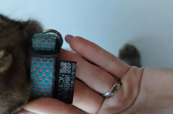 Найдена кошка, Омск, фото: Кошка найдена, Орджоникидзе 62, Омск