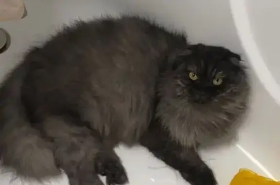 Кошки потеряшки, Темрюк, фото: Потеряшка кошка, 171-й квартал 2, Темрюк