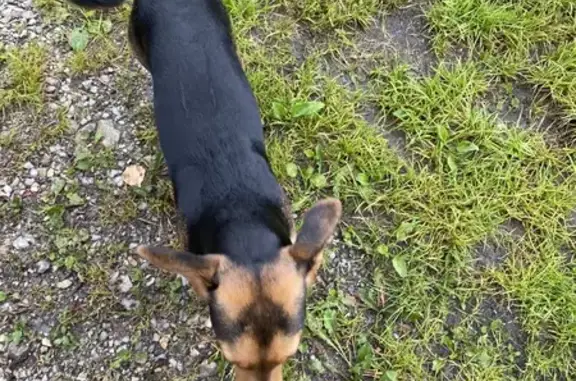 Найденные животные Кемеровская область, фото: Найдена собака в Кемеровской области