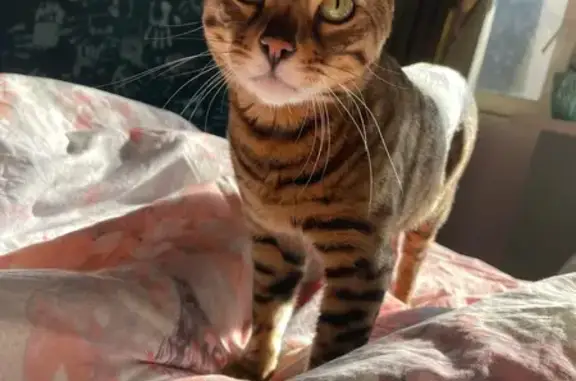 Кошки потеряшки, Нижний Новгород, фото: Потеряшка кошка, ул. Исполкома, 4, НН