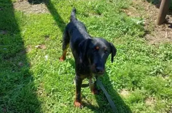 Собаки потеряшки, , фото: Потеряшка собака, Волго-Каспийский, Пушкина