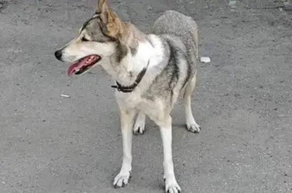 Собака найдена: Винокурова, 105, Новочебоксарск