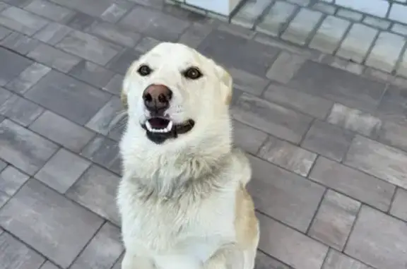 Найдена собака, Стародуб, фото: Собака найдена, Советская пл., 2А, Стародуб