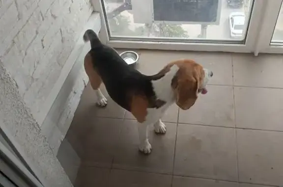 Бигль найден, ул. М. Воронова 14, Волгоград