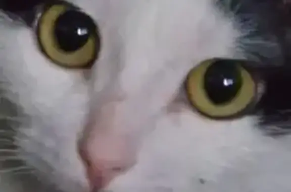 Пропала кошка, ул. Мира, 8, Учалы