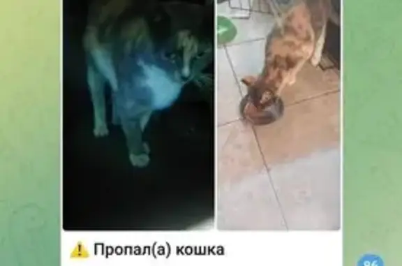 Кошки потеряшки, Москва, фото: Кошка пропала, Ракетный бул., 5, Москва