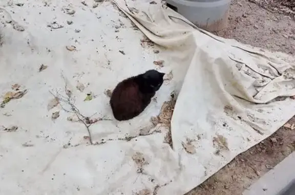 Кошка найдена: Фортунатовская, 18, Москва