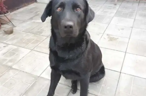 Найдена собака, Барнаул, фото: Собака найдена: Парковая ул., 58, Барнаул