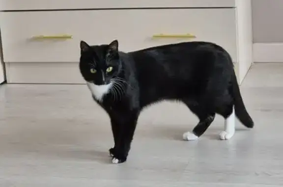 Кошки потеряшки, Кугеси, фото: Потеряшка кошка, Первомайская 3А, Кугеси