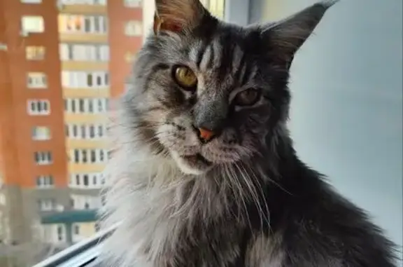 Кошки потеряшки, Омская область, фото: Потеряшка кошка в Новомосковке, Омск.