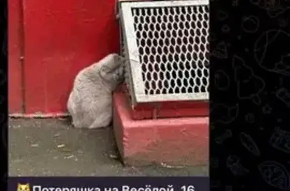 Найдена кошка, Москва, фото: Найдена кошка, Весёлая ул. 16, Москва