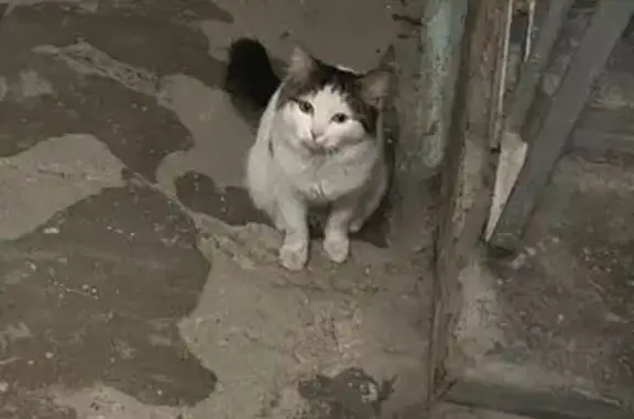 Кошка найдена, ул. Сакко и Ванцетти, 54