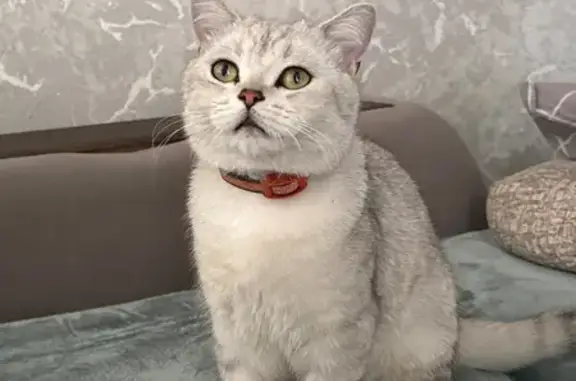 Пропала кошка, Донская 9, Магнитогорск