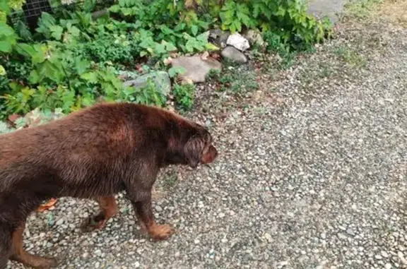 Доберман найден на Железнодорожной, Майкоп