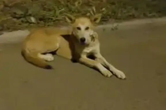 Собака найдена: ул. Иосифа Уткина, 28А