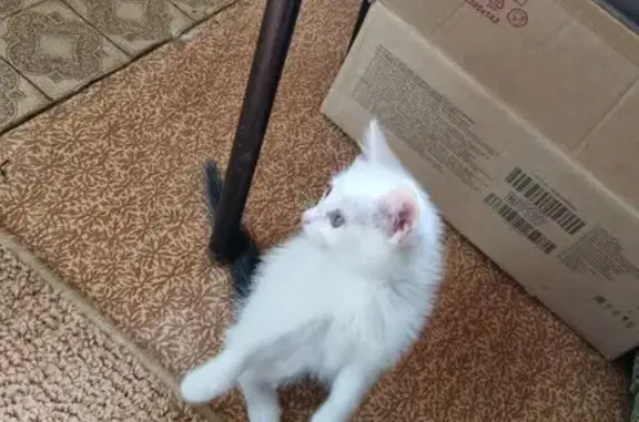 Кошка найдена: 8-я Подлесная, 72, Ижевск