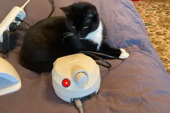 Кошки потеряшки, Орёл, фото: Потеряшка кошка, ул. Алроса, 5, Орёл