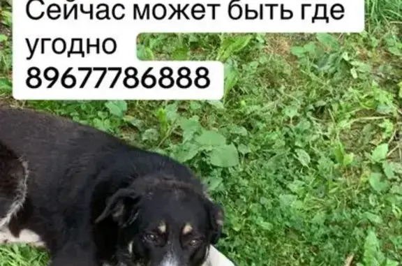 Пропала собака, Тэцевская ул., Казань