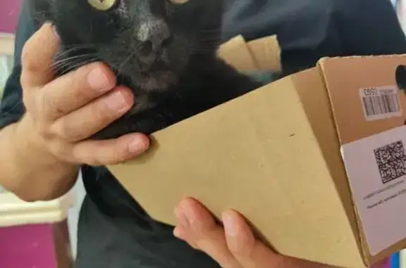 Найдена кошка, Оренбург, фото: Кошка найдена: Советская ул. 31, Оренбург