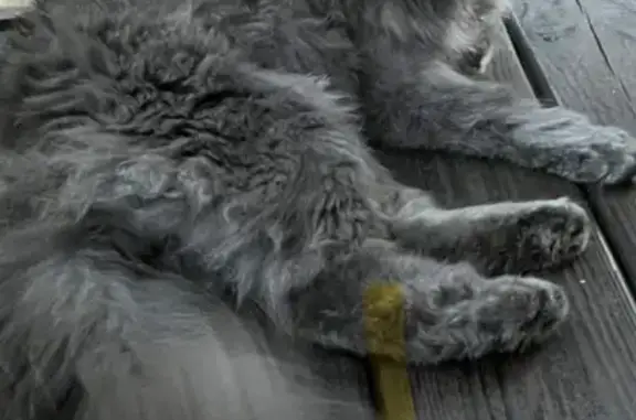 Пропала кошка, Нижегородская область